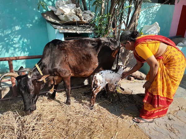 Mathaji Suchindram Rajalakshmi chennai gosala