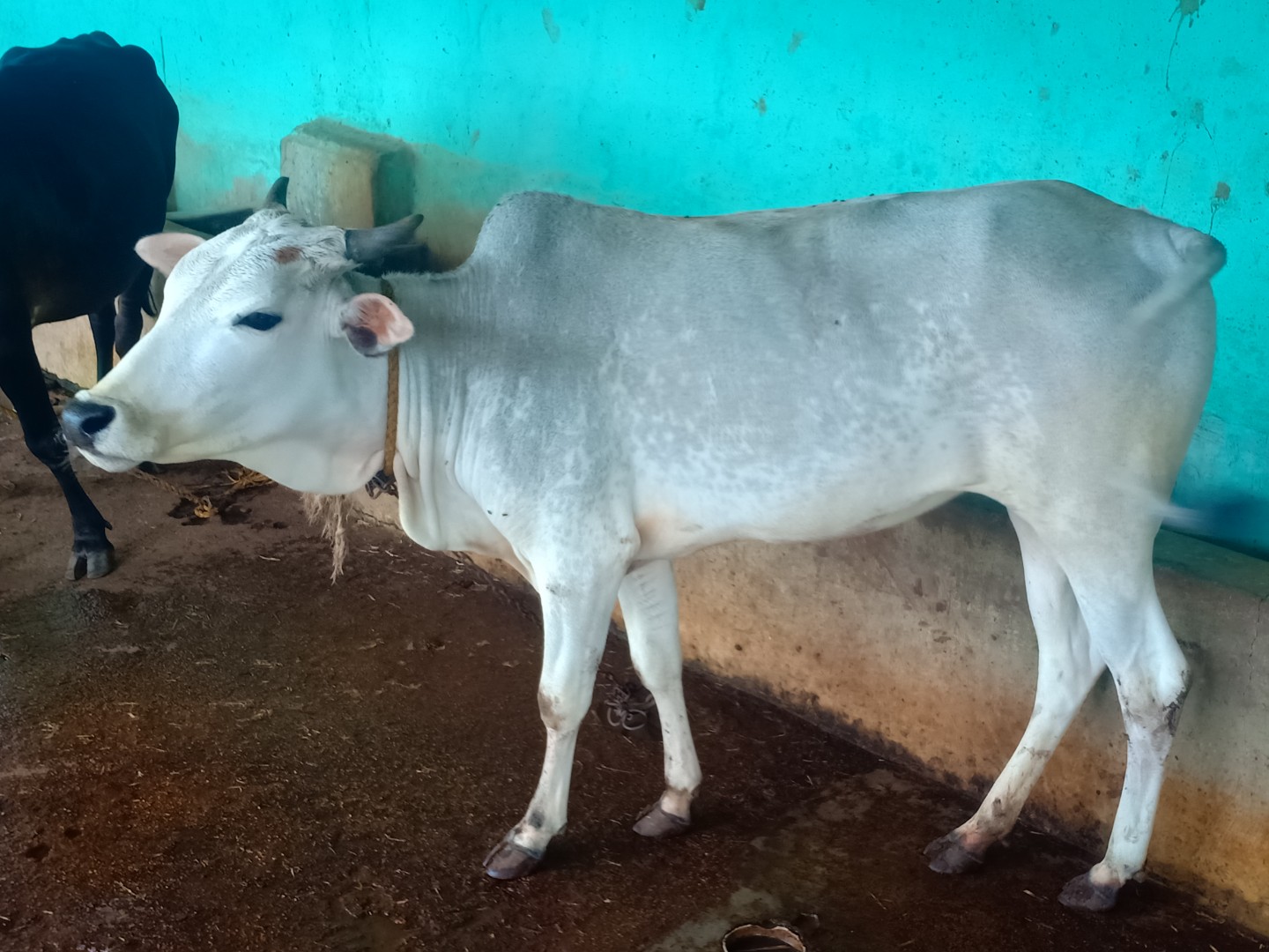 Panchavadi Gosala Saving Cows