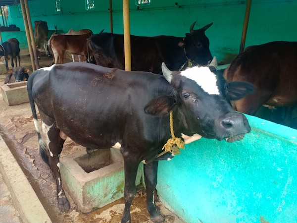 chennai gosala for cows