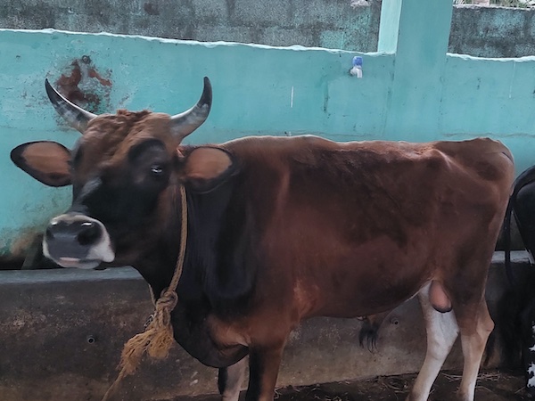 Goshala for Cows and Bulls