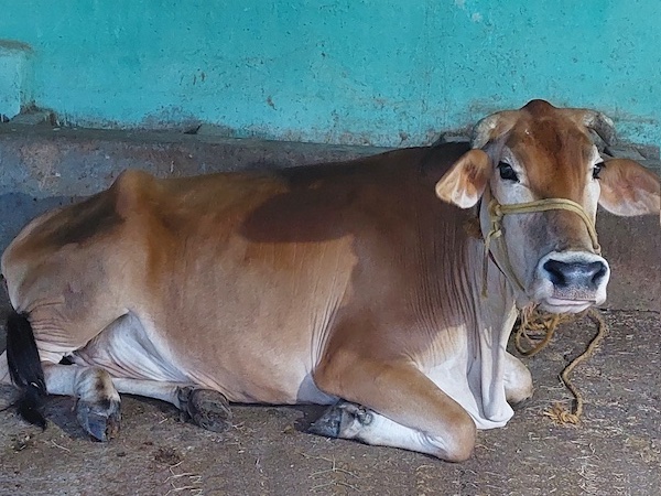 Saving cows from slaughter house