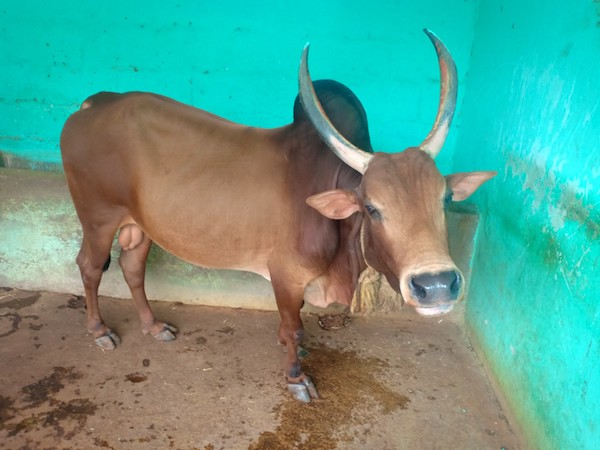 goshala chennai