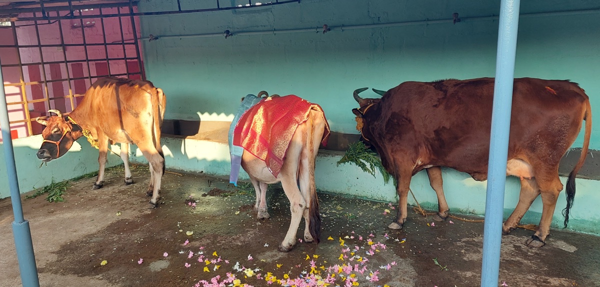 Rescue abandoned cows Rescue abandoned cows