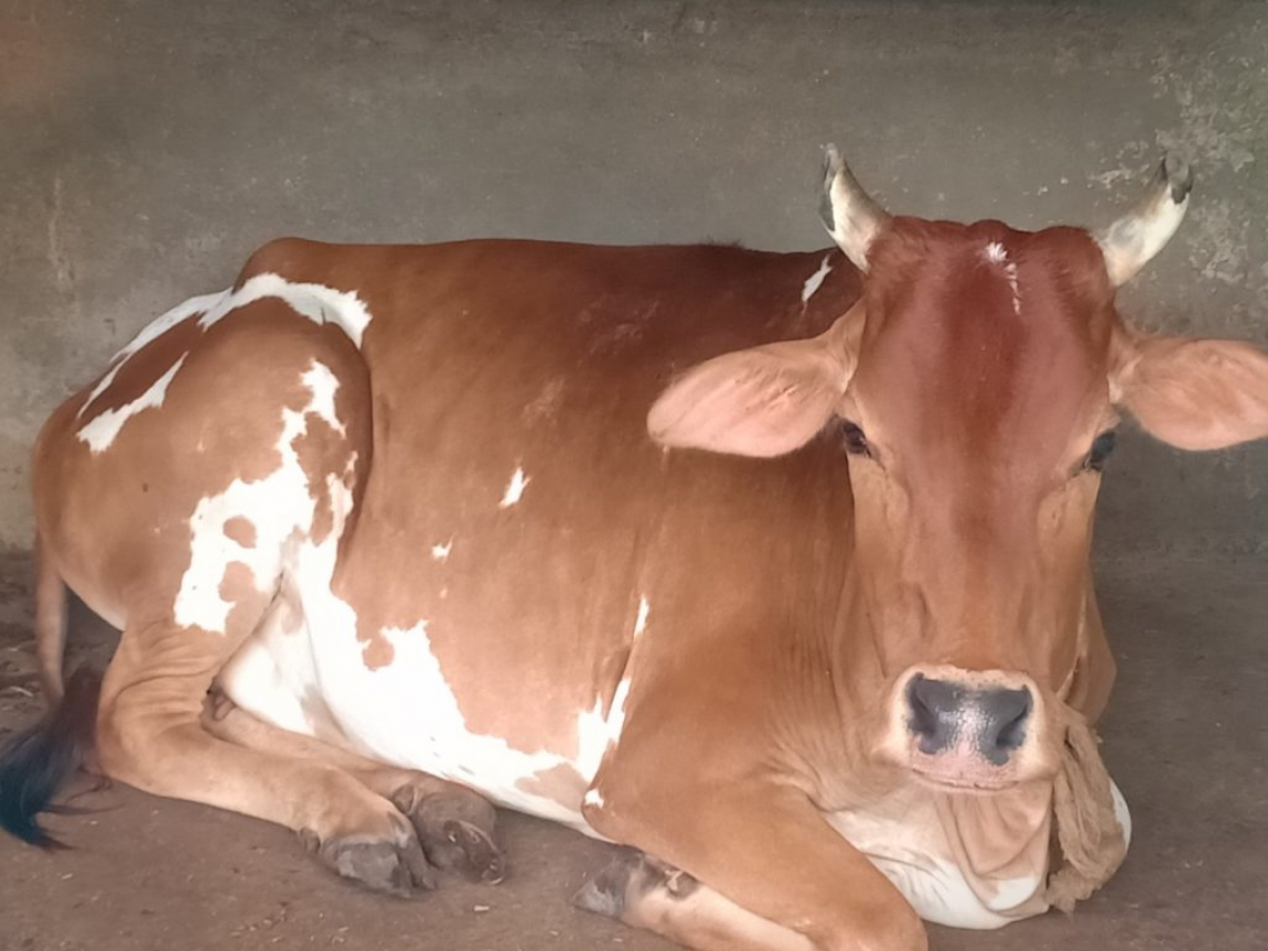 About Panchavadi Gosala